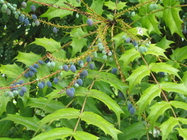 Mahonia to zimozielony krzew liściasty, o prostym pokroju i nieparzystopierzastych, kolczastych liściach. W ogrodzie zimą zdobią ją granatowe, podłużne owoce, które pojawiają się po majowym kwitnieniu