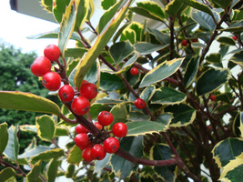 Ostrokrzew (Ilex)