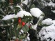 Największe owoce ma ostrokrzew kolczasty (Ilex aquifolium)