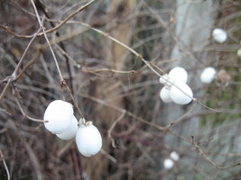 Śnieguliczka biała (Symphoricarpos albus)