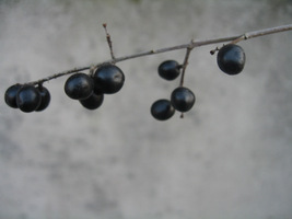 Czarne owoce ligustru, popularnej rośliny żywopłotowej