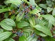 Viburnum davidii charakteryzuje się niskim, zwartym wzrostem i ciemnoniebiesko-zielonymi liśćmi. Zimą dodatkowo ma granatowe owoce