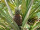 Wtedy też dowiedziałam się, że ananasy nie rosną na drzewach tylko w gruncie