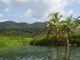 Tą możliwość obcowania z naprawdę egzotyczną roślinnością zapewniają wycieczki organizowane na Dominice