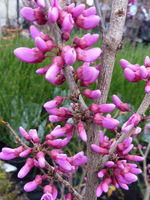 Cercis chinensis "Avondale" - judaszowiec chiński