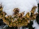Rośliny zimozielone konieczne dla urody ogrodu zimą (Euonymus fortunei "Emerald'n Gold")