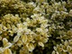 Ilex crenata "Golden Gem" (ostrokrzew karbowanolistny) - zimozielony krzew podobny do bukszpanu