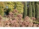 Brązowe kwiatostany sadźca (Eupatorium)