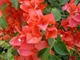 Ozdobą bugenwilli są podsadki otaczające każdą trójkę kwiatów właściwych. Występują one w rozmaitych kolorach. Imitują kwiaty i to one są głównym walorem ozdobnym