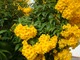 Tecoma stans to pnącze lub małe drzewo o atrakcyjnych, żółtych kwiatach w kształcie trąbek