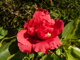 Hibiskus w tradycyjnych barwach, tylko pełny kwiat