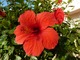Hibiskus - kwiaty są duże i wyraziste, trąbkowate, z pięcioma płatkami, w kolorach od różowego poprzez czerwone do żółtego o szerokości 4-15 cm.