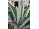 Agave americana "Mediopicta alba"
