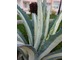 Agave americana "Mediopicta alba"