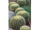 Echinocactus grusonii - piękny okaz ze złocistymi cierniami