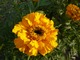 Aksamitka (Tagetes)