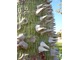Chorisia speciosa (Bombacaceae) - drzewo, które traci liście, ma piękne, duże, pojedyncze kwiaty w zimie (grudzień-marzec).  Istnieją różne odcienie fioletu, różu i bieli. Pochodzi z Ameryki Południowej