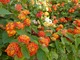 Lantana to pospolita roślina ozdobna w krajach o ciepłym klimacie