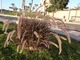Pennisetum setaceum "Rubrum" - rozplenica o fioletowo-burgundowych przebarwieniach i długich, włochatych i giętkich kwiatostanach. U nas niestety nie zimuje, ale można ją zdobyć i uprawiać sezonowo