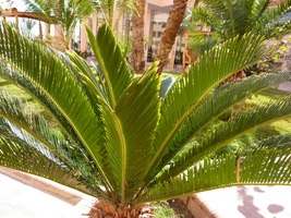 Cycas