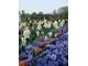 Niebieskie bratki, białe narcyzy i pomarańczowe tulipany