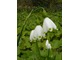 Leucojum vernum - śnieżyca wiosenna