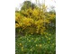 Forsycja znakomicie się komponuje z żółtymi tulipanami