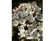 Pachnąca Viburnum carlesii (kalina koreańska) to jeden z moich ulubionych krzewów wiosennych