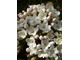 Pachnąca Viburnum carlesii (kalina koreańska) to jeden z moich ulubionych krzewów wiosennych