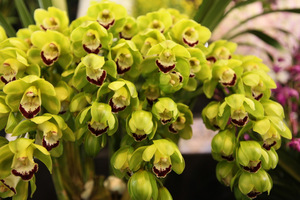 Cymbidium "Emerald Feather"