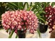 Cymbidium "Sambika" a z prawej "Wine Shower"