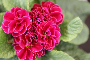 Primula acaulis F1 PALOMA (pierwiosnek bezłodygowy)