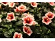 Hibiskus (ketmia, róża chińska) to bardzo znana i zarazem efektowna roślina o pięknych kwiatach. Na wystawie wybór kolorów był ogromny