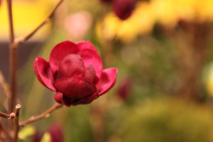 Nowość, nagrodzona magnolia o ciemnobordowych kwiatach  (Magnolia soulangeana "Genie"). Jej hodowla trwała 15 lat. W wyniku krzyżowania powstało małe,  kompaktowe drzewo 