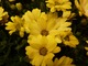Osteospermum ecklonis Compact FlowerPower Yellow