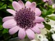 Osteospermum ecklonis FlowerPower Double Pink