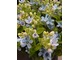 Tweedia caerulea także otrzymała nagrodę w kategorii "Kwiat cięty" za zjawiskowy, ciekawy kolor
