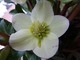 Ten ciemiernik kwitnie u mnie w domu (Helleborus x ballardiae HGC Cinnamon Snow)