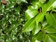 Żywopłot liściasty zimozielony (ostrokrzew i laurowiśnia)