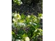 Helleborus oreintalis "White Lady"