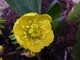 Eranthis (rannik)