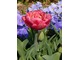 W środku różowe tulipany a na zewnątrz niebieskie bratki