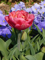 W środku różowe tulipany a na zewnątrz niebieskie bratki