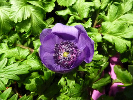 Anemone coronaria (zawilec wieńcowy) 