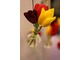 Śliczna dekoracja z ciętych tulipanów - do powieszenia w domu