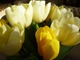 Bukiet tulipanów sprawia, że nasza twarz rosjaśni się trochę