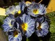 Primula "Zebra Blue"