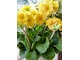 Primula elatior "Gessi Pacific Gold"