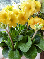 Primula elatior "Gessi Pacific Gold"