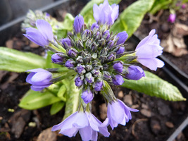 Primula denticulata "Blaue Auslese"